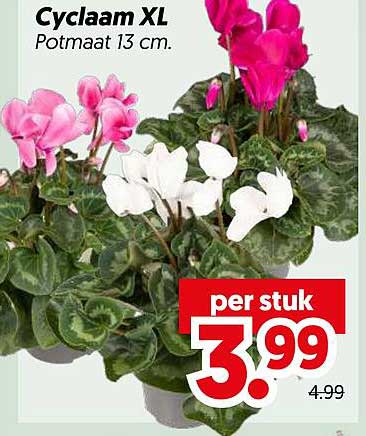 Cyclaam XL Potmaat 13 cm.