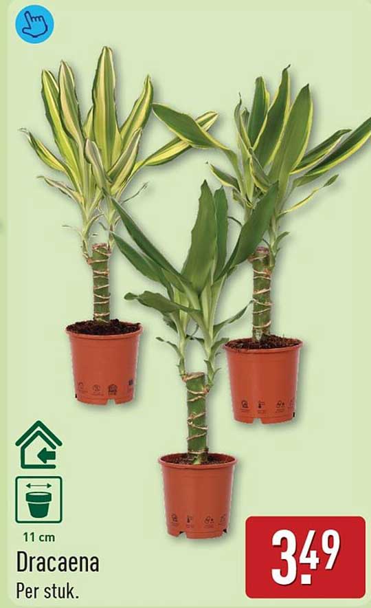 Dracaena