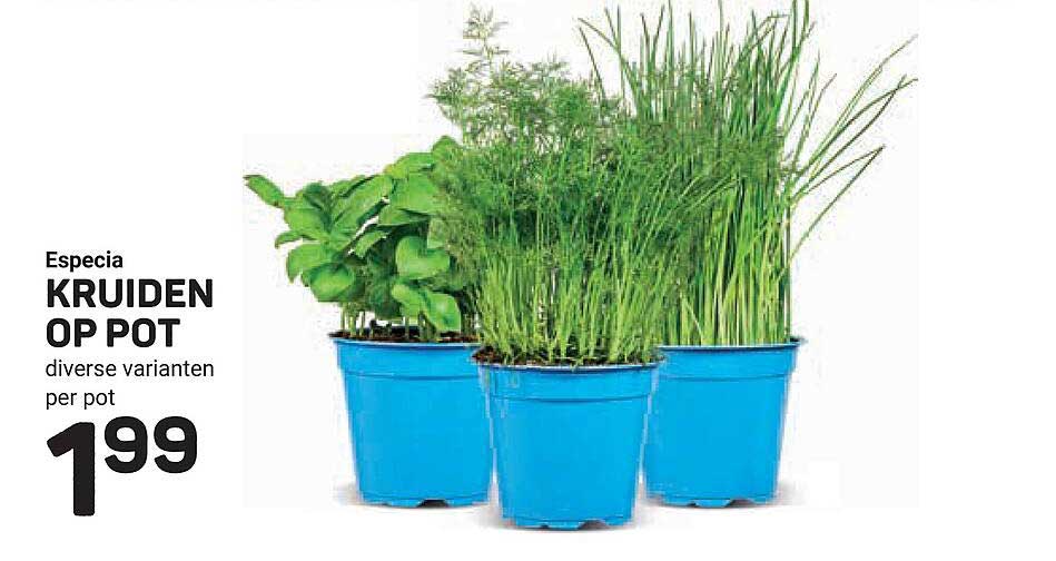 Ecopla kruiden op pot diverse varianten per pot