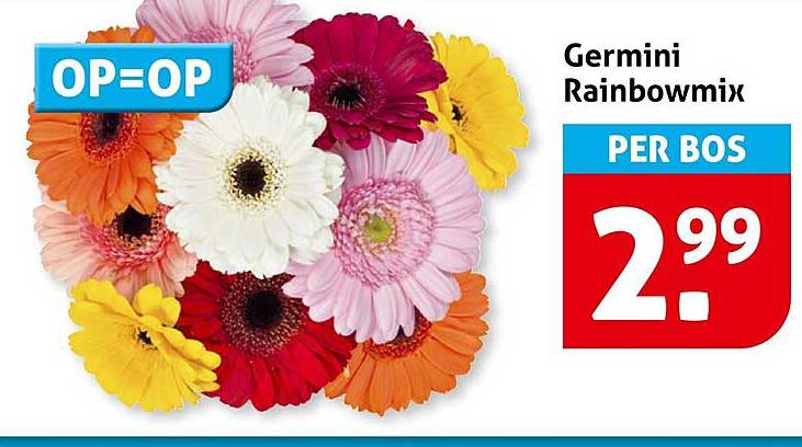 Germini Rainbmix PER BOS OP=OP