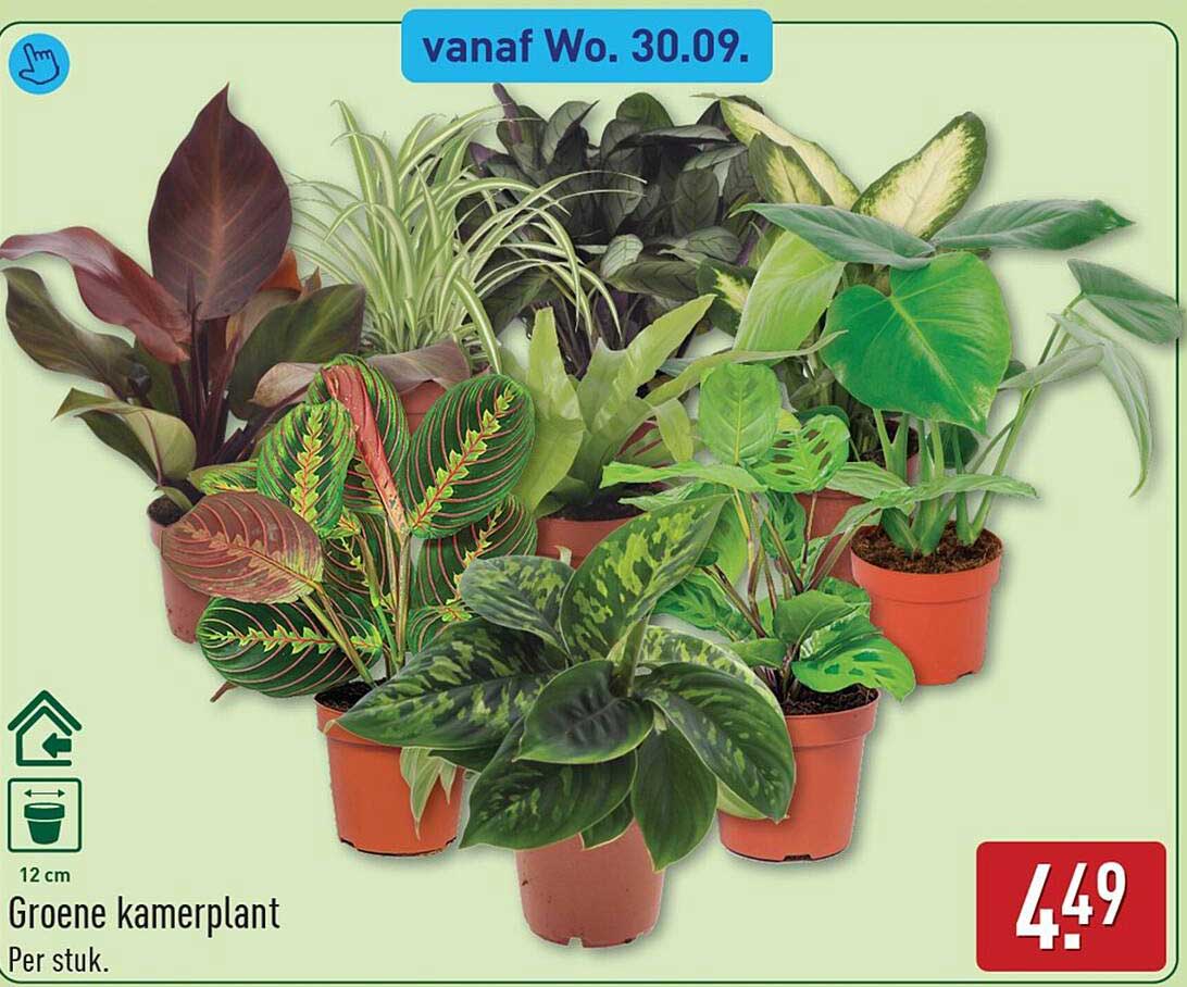 Groene kamerplant