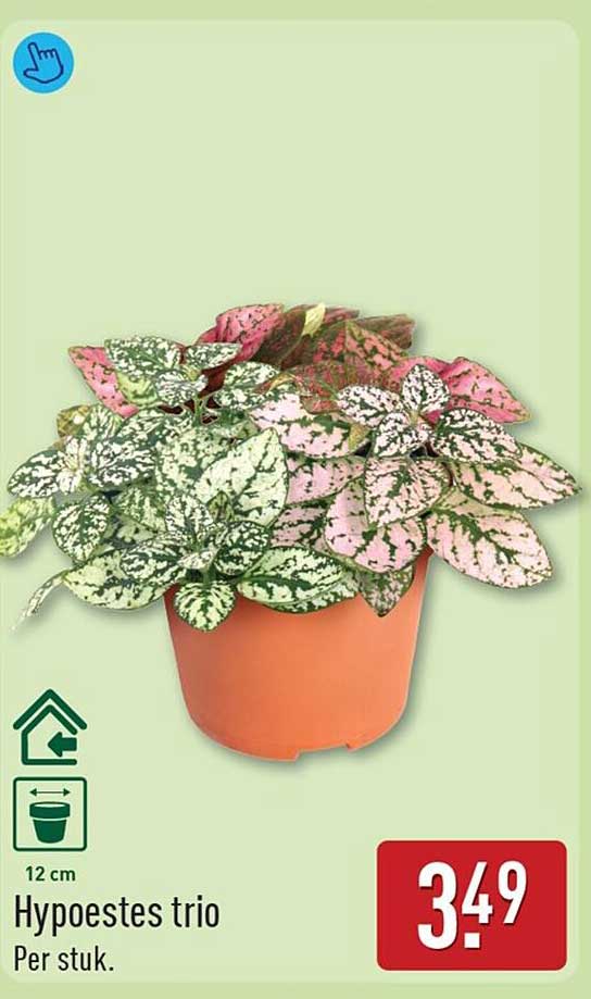 Hypoestes trio