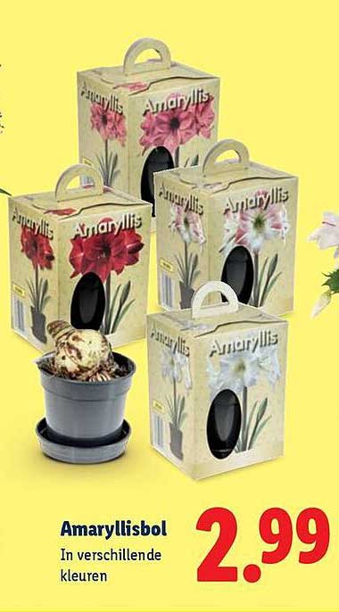 Amaryllisbol in verschillende kleuren
