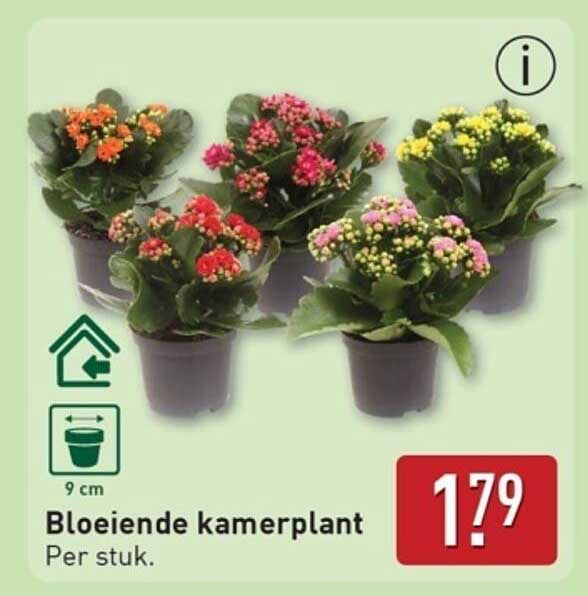 Bloeiende kamerplant