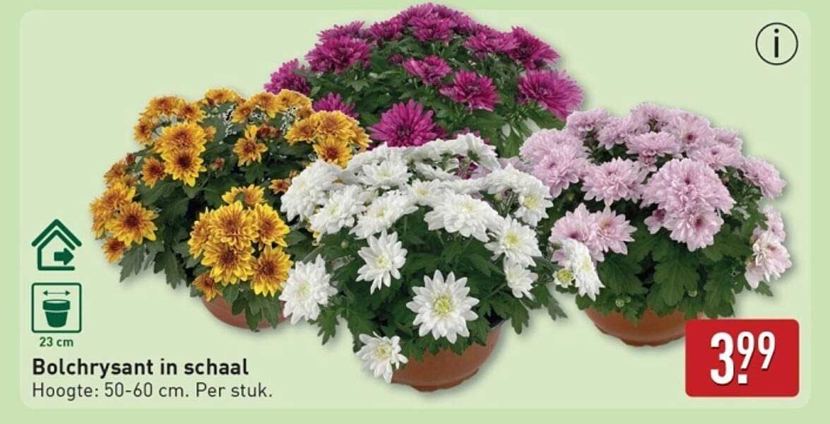 Bolchrysant in schaal