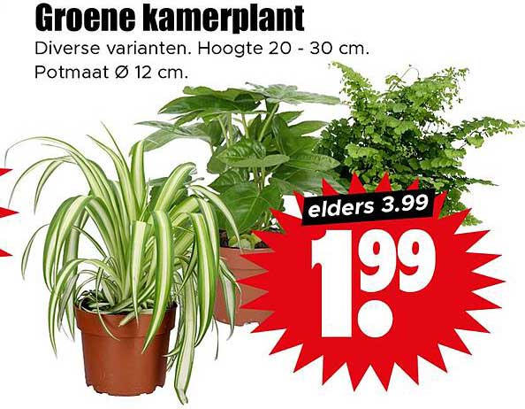Groene kamerplant