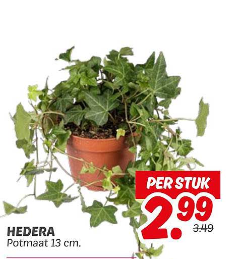 HEDERA Potmaat 13 cm.