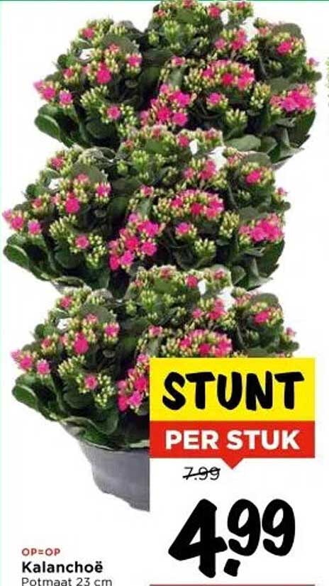 Kalanchoë Potmaat 23 cm