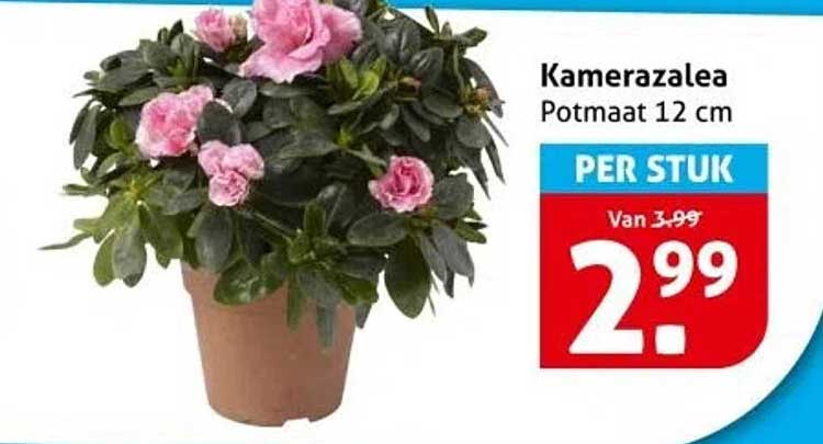 Kamerazalea Potmaat 12 cm