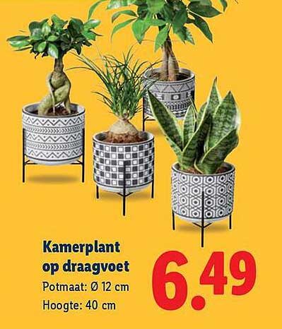 Kamerplant op draagvoet
