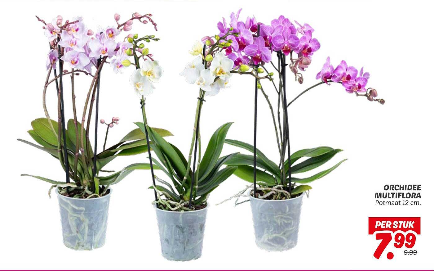 ORCHIDEE MULTIFLORA Potmaat 12 cm.
