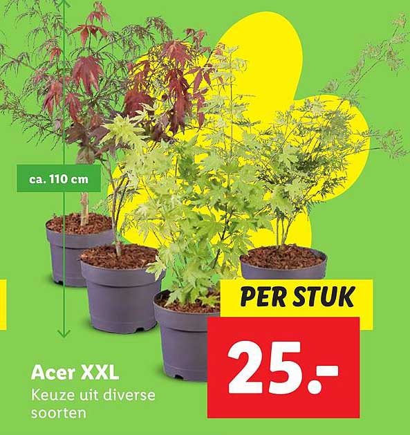Acer XXL Keuze uit diverse soorten