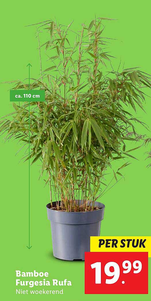 Bamboe Furgesia Rufa