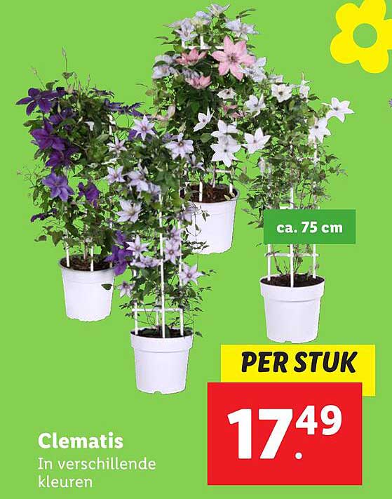 Clematis In verschillende kleuren