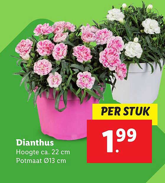Dianthus