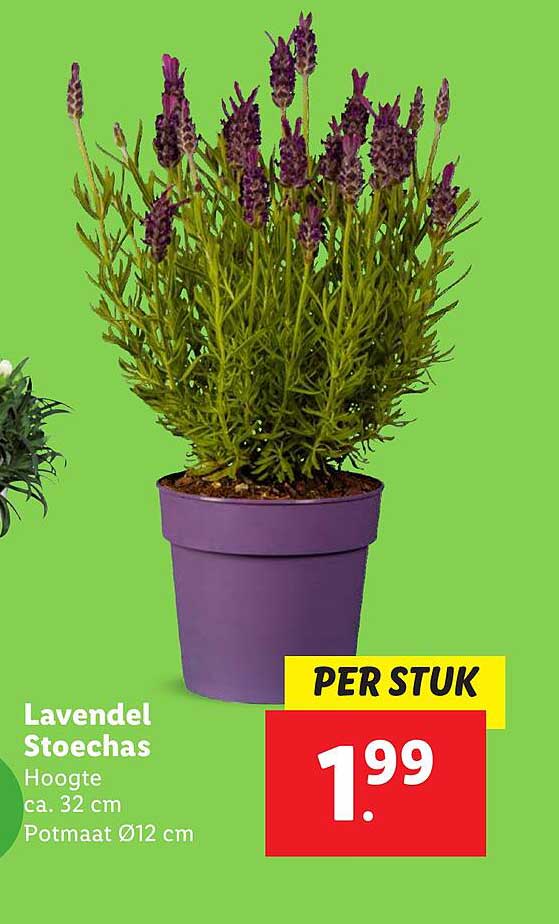 Lavendel Stoechas