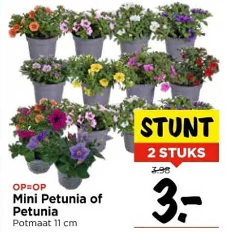 Mini Petunia of Petunia