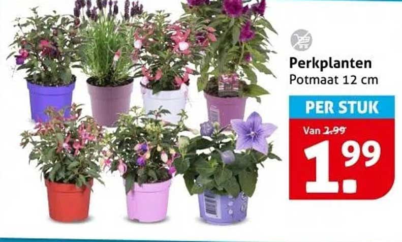 Perkplanten