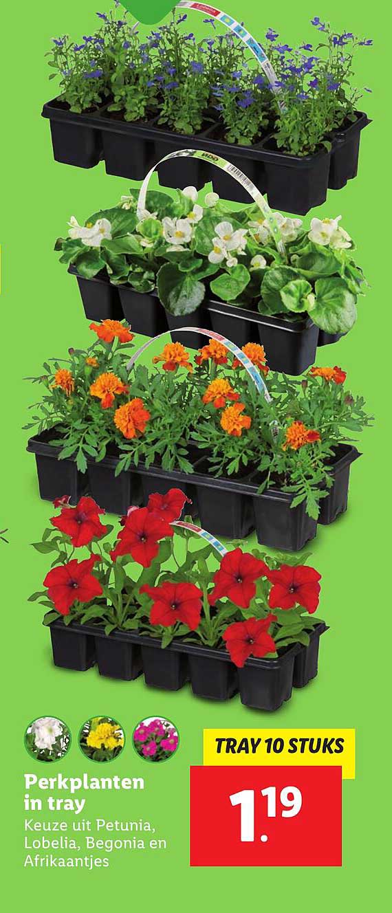 Perkplanten in tray