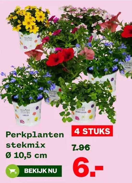 Perkplanten stekmix Ø 10,5 cm