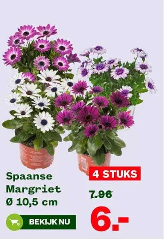 Spaans Margriet Ø 10,5 cm - 4 stuks voor 6,-