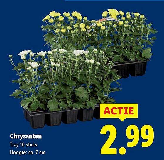 Chrysanten Tray 10 stuks