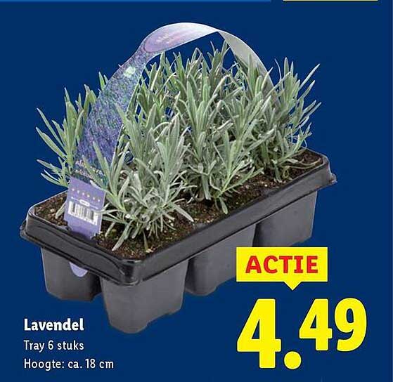 Lavendel Tray 6 stuks