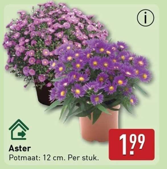 Aster