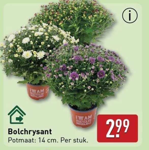 Bolchrysant