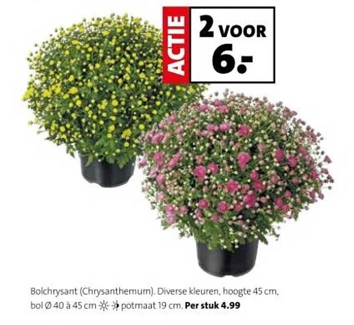 Bolchrysant (Chrysanthemun). Diverse kleuren, hoogte 45 cm, bol Ø 40 à 45 cm. Per stuk 4.99.