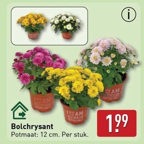 Bolchrysant