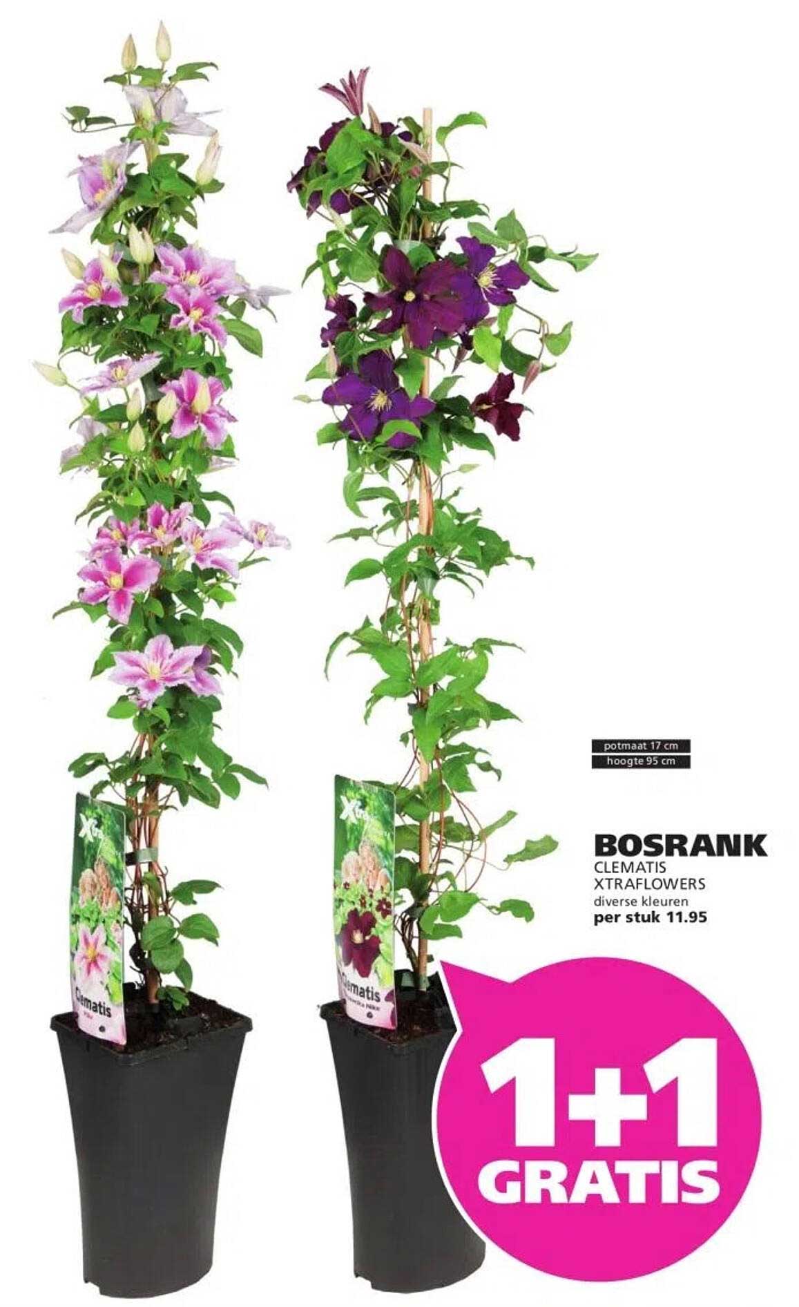 BOSRANK CLEMATIS XTRAFLOWERS diverse kleuren per stuk 11.95