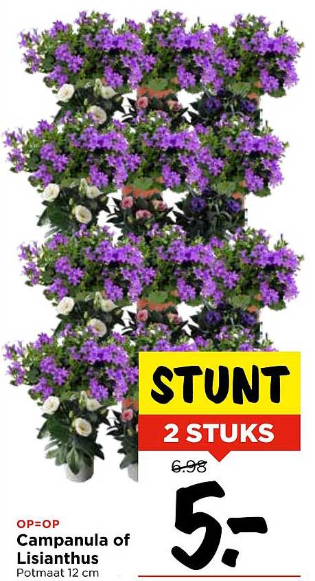 Campanula of Lisianthus 2 stuks