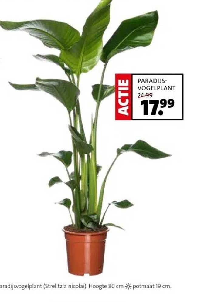 PARADIJS-VOGELPLANT