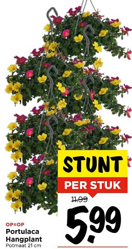 Portulaca Hangplant