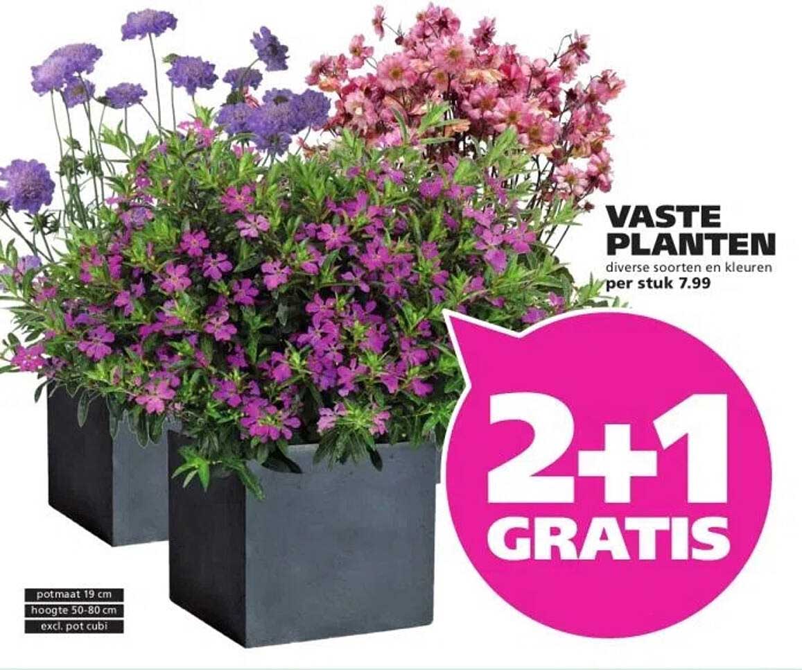 VASTE PLANTEN diverse soorten en kleuren per stuk 7.99