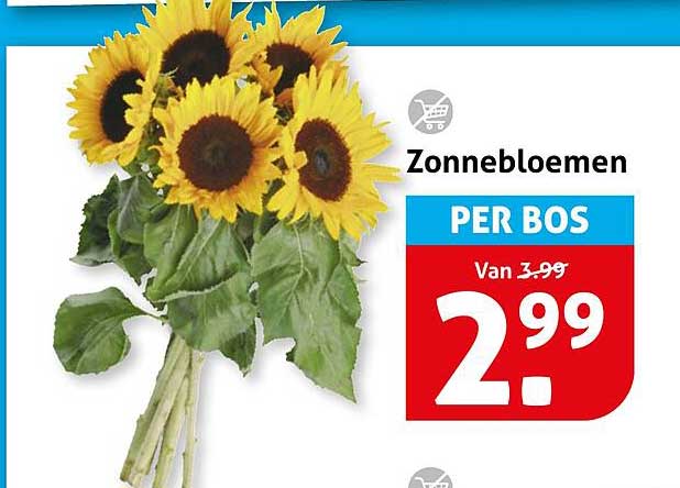 Zonnebloemen