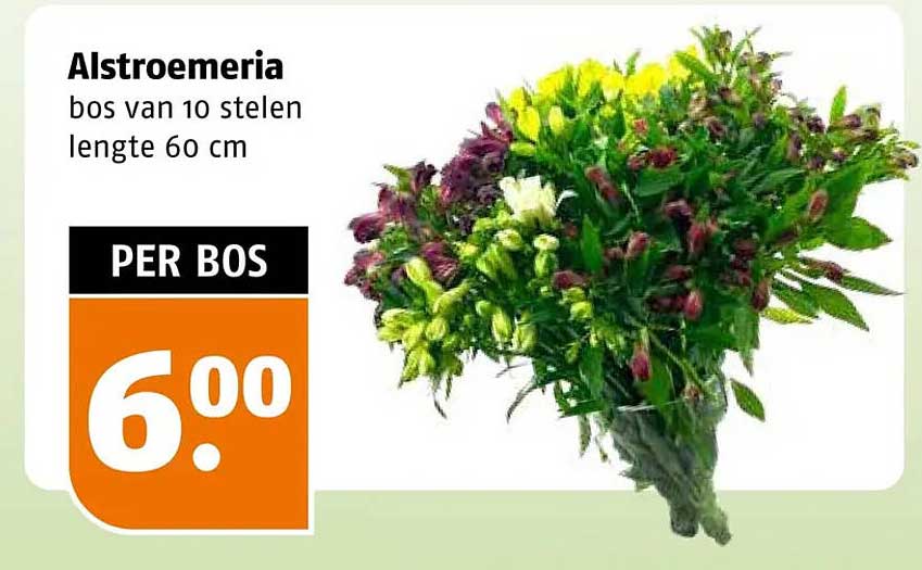 Alstroemeria bos van 10 stelen lengte 60 cm