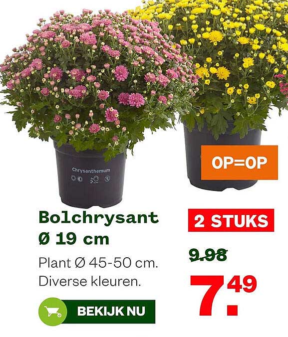 Bolchrysant Ø 19 cm OP=OP 2 STUKS