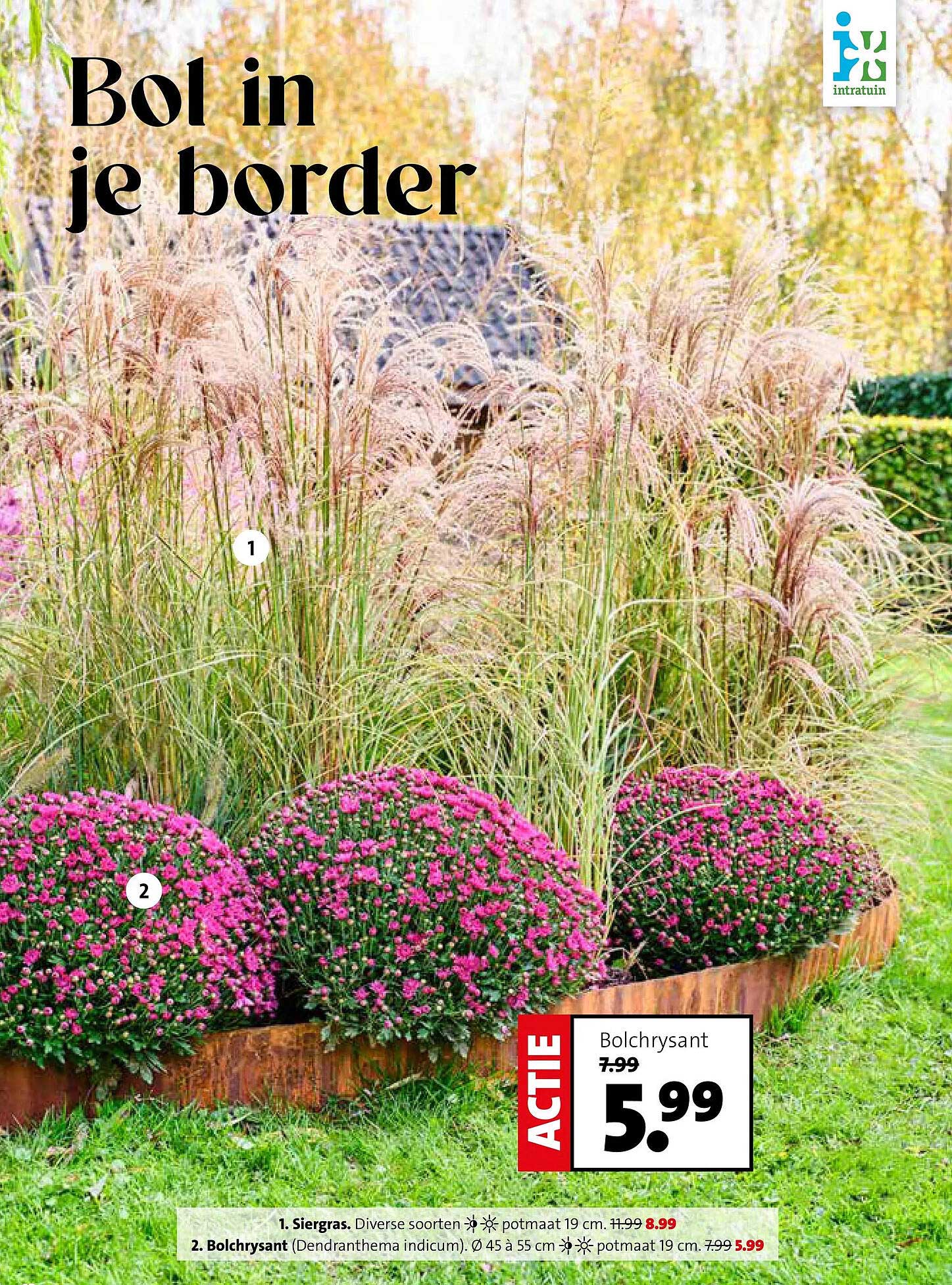 Bolchrysant