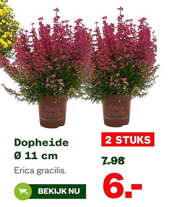 Dopheide Ø 11 cm Erica gracilis. 2 STUKS