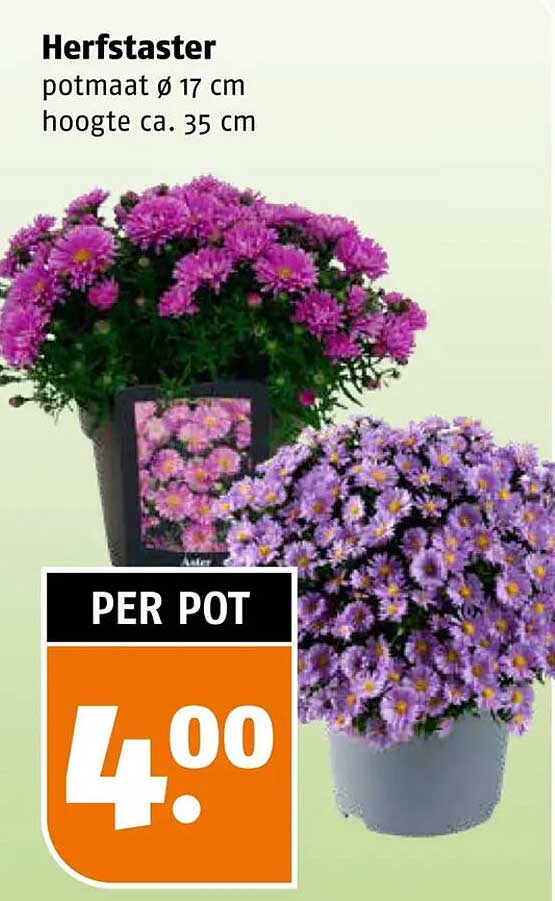 Herfstaster per pot