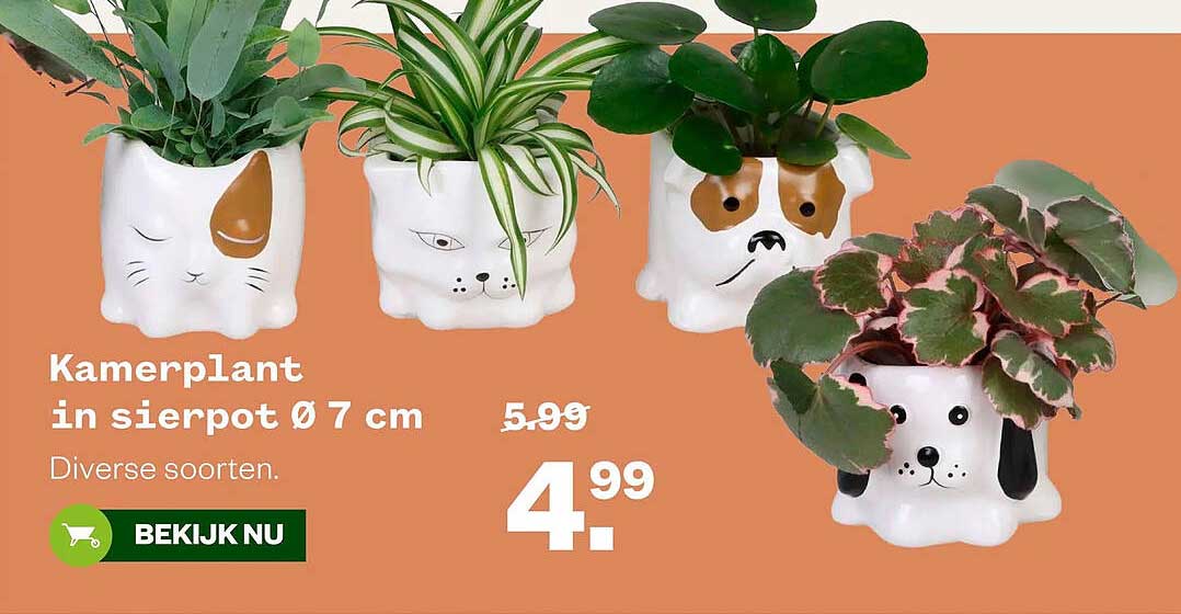Kamerplant in sierpot Ø 7 cm
