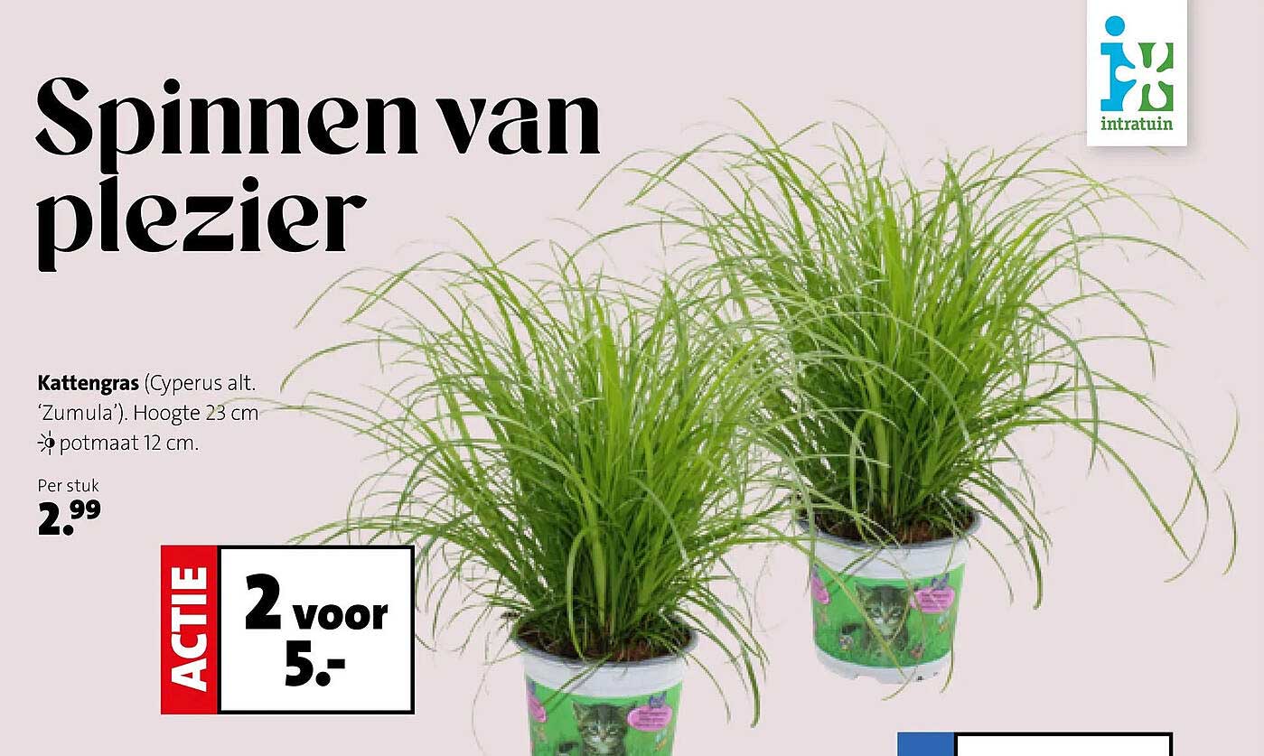 Kattengras (Cyperus alt. ‘Zumula’). Hoogte 23 cm. potmaat 12 cm. ACTIE 2 voor 5.-