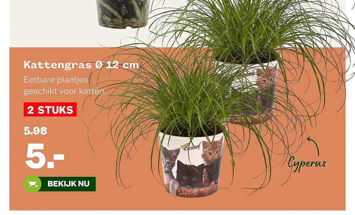 Kattengras Ø 12 cm 2 STUKS