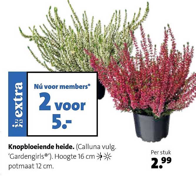 Knopbloeiende heide. (Calluna vulg. 'Gardengirls®'). Hoogte 16 cm. potmaat 12 cm. NÚ voor members* 2 voor 5.-