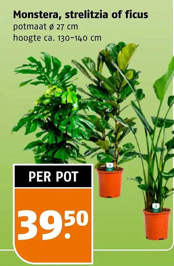 Monstera, strelitzia of ficus potmaat ø 27 cm hoogte ca. 130–140 cm PER POT