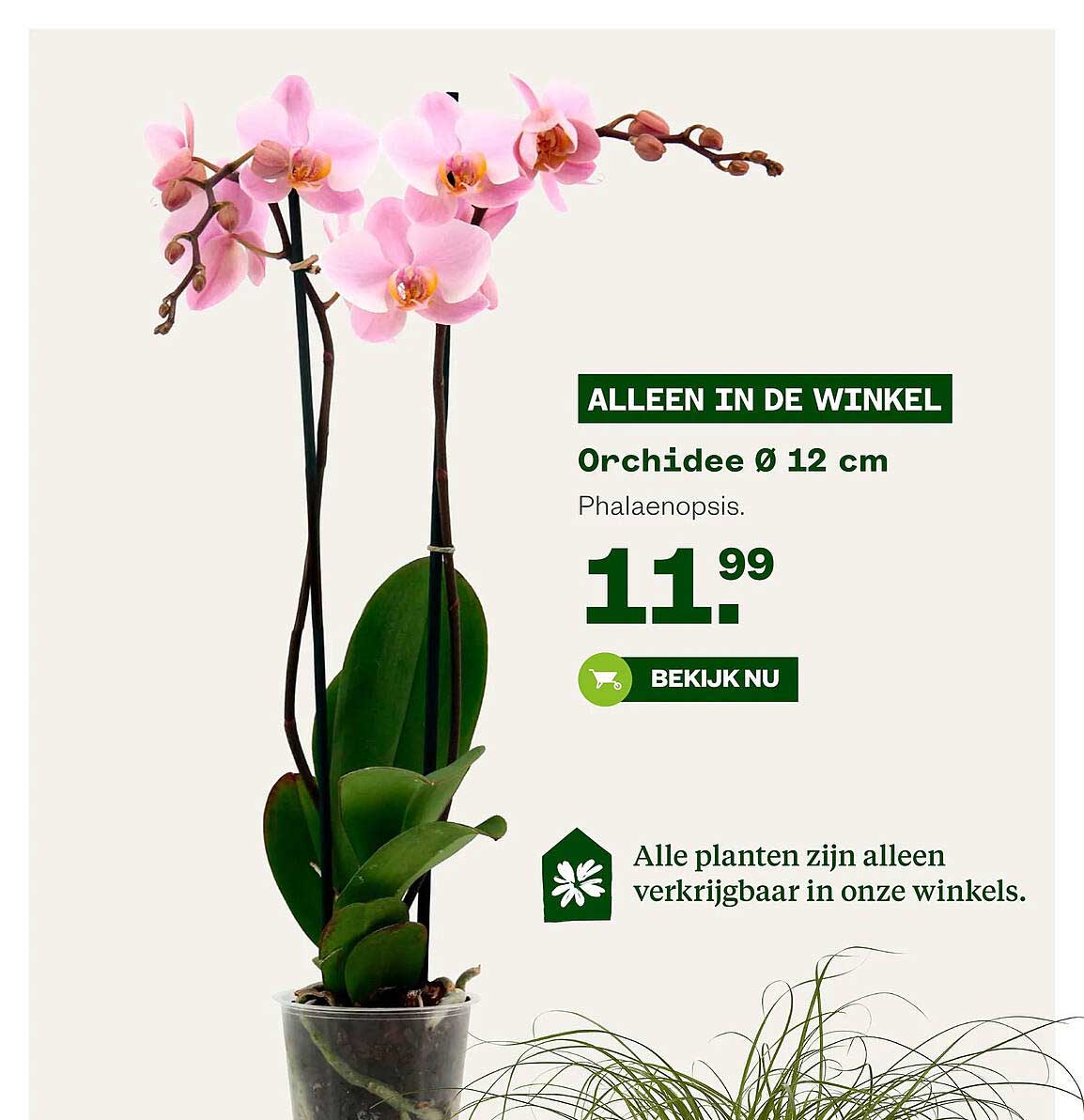 Orchidee Ø 12 cm Phalaenopsis.