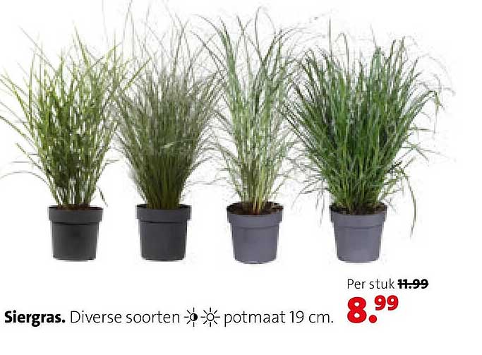Siergras. Diverse soorten potmaat 19 cm.