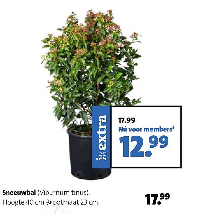 Sneeuwbal (Viburnum tinus)